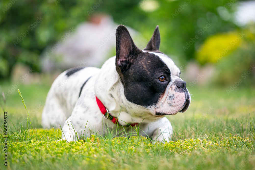 春天花园里的法国斗牛犬