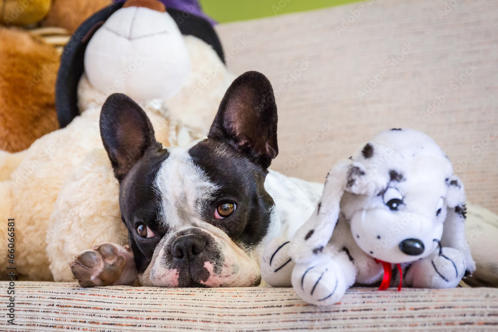 French bulldog lying with his teddy bears