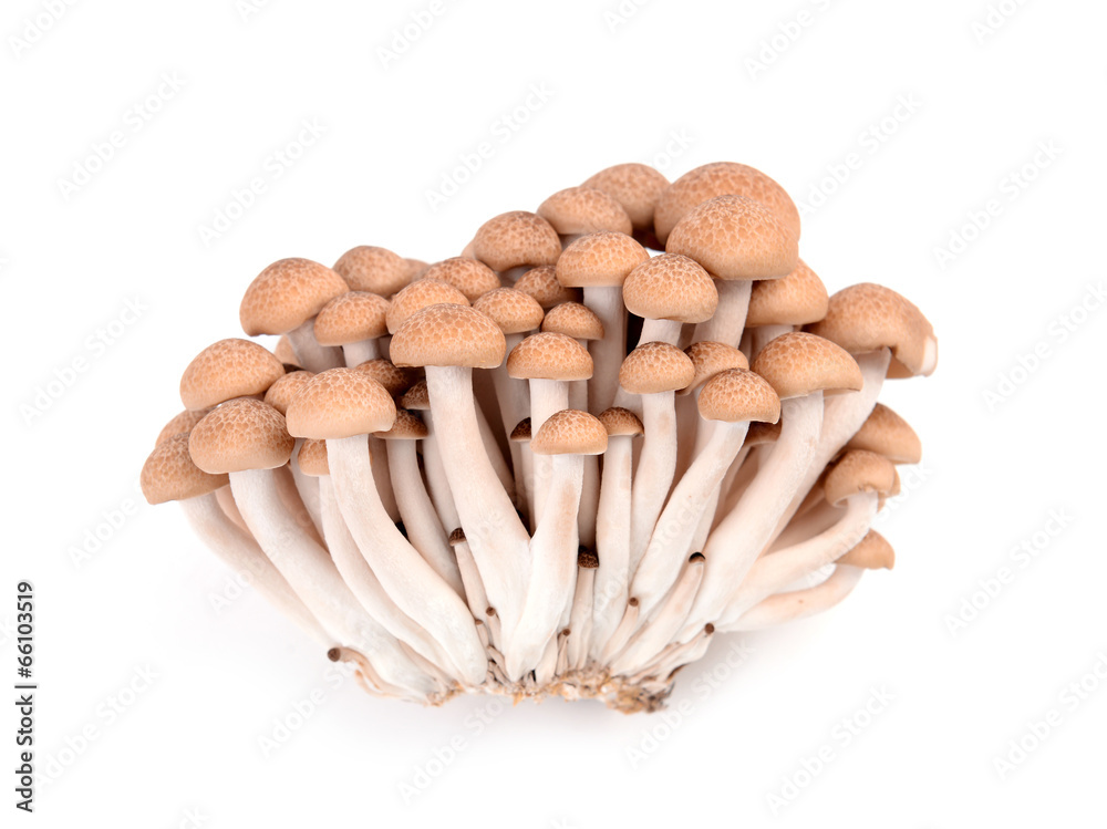 shimeji mushroom isolated