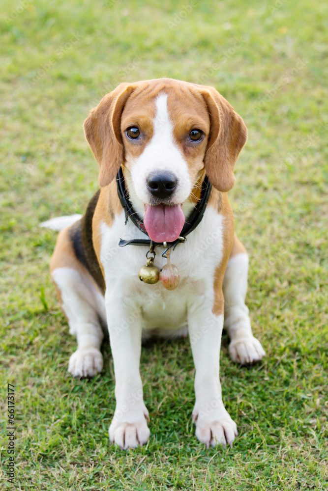 Puppy Sitting In the grass