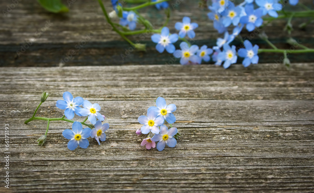 Forget-me-not flowers on wooden surface