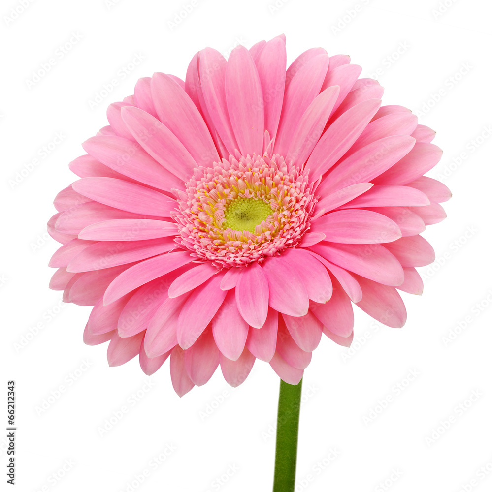 Pink gerbera