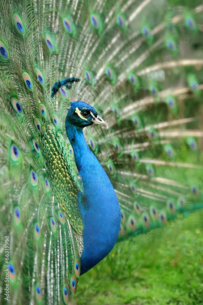 Portrait of beautiful peacock