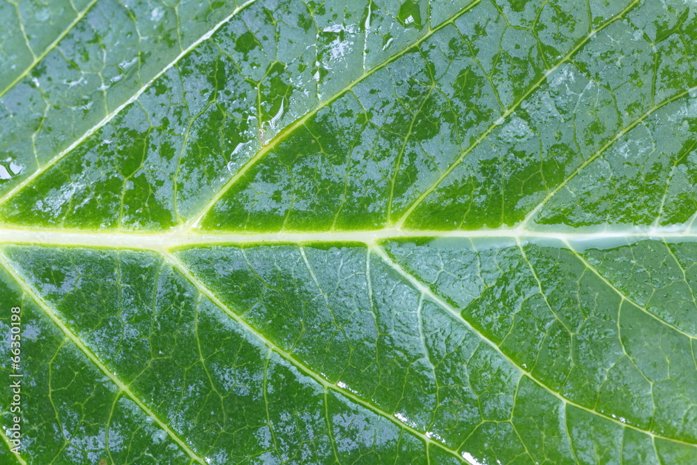 close - up natural background of green leaf