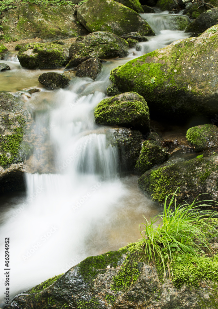 Creek in the forest