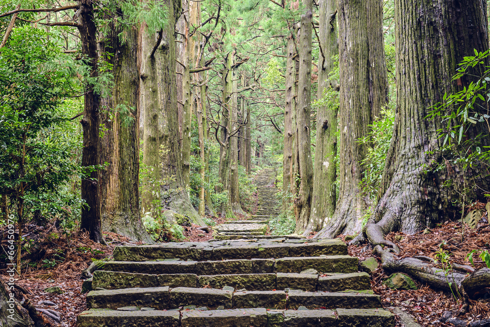 Kumano Kodo in Wakayama, Japan at Daimon Slope