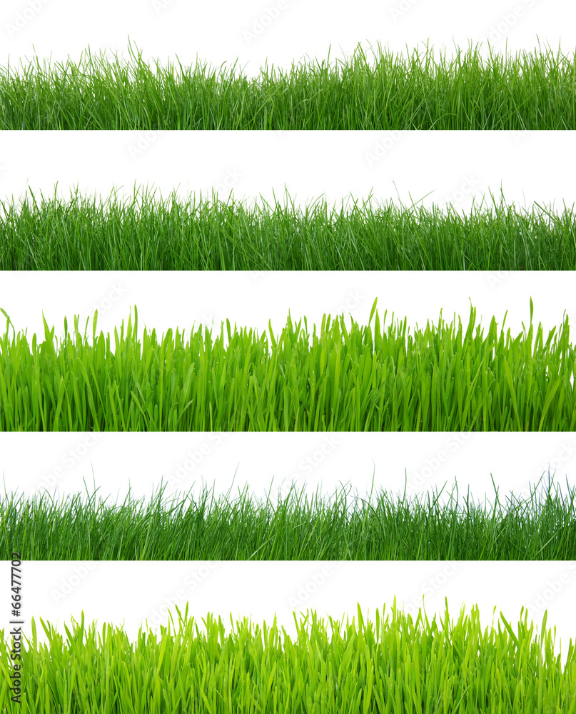 grass on white