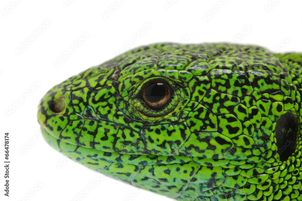 green lizard