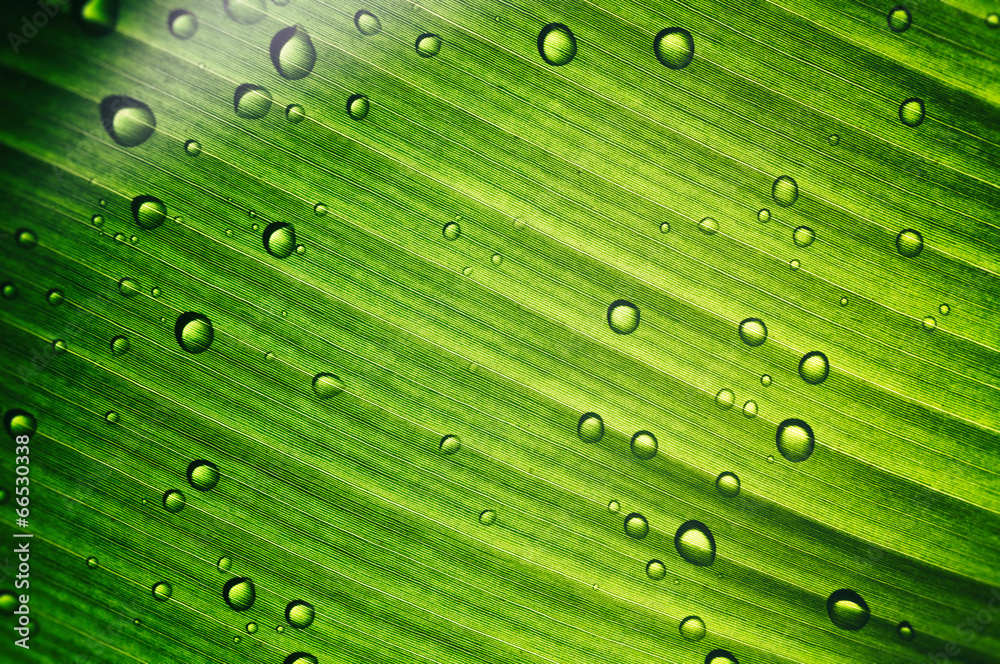 Green leaf with dew drops