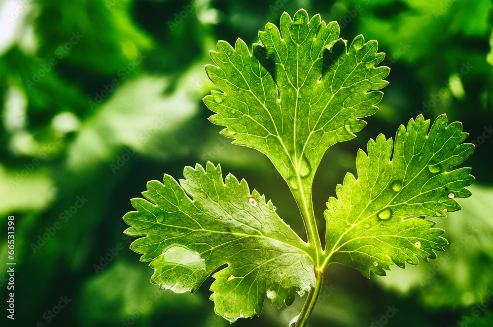 Fresh organic coriander leaf