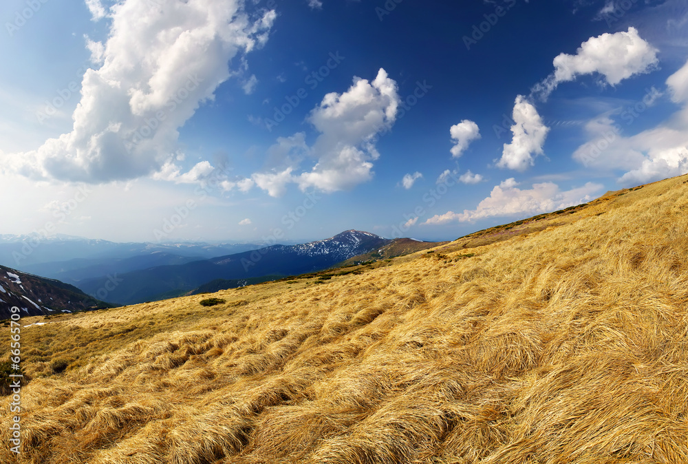 山丘上的草地。美丽的春天景观