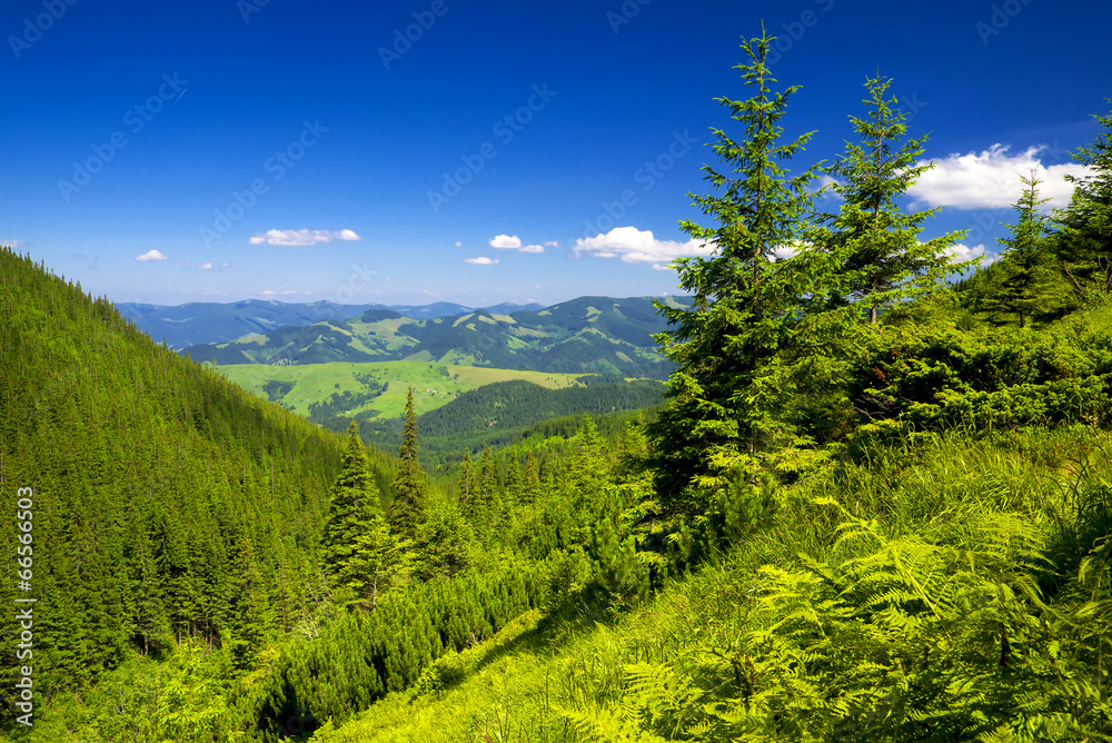 Forest on the hills. Beautiful summer landscape