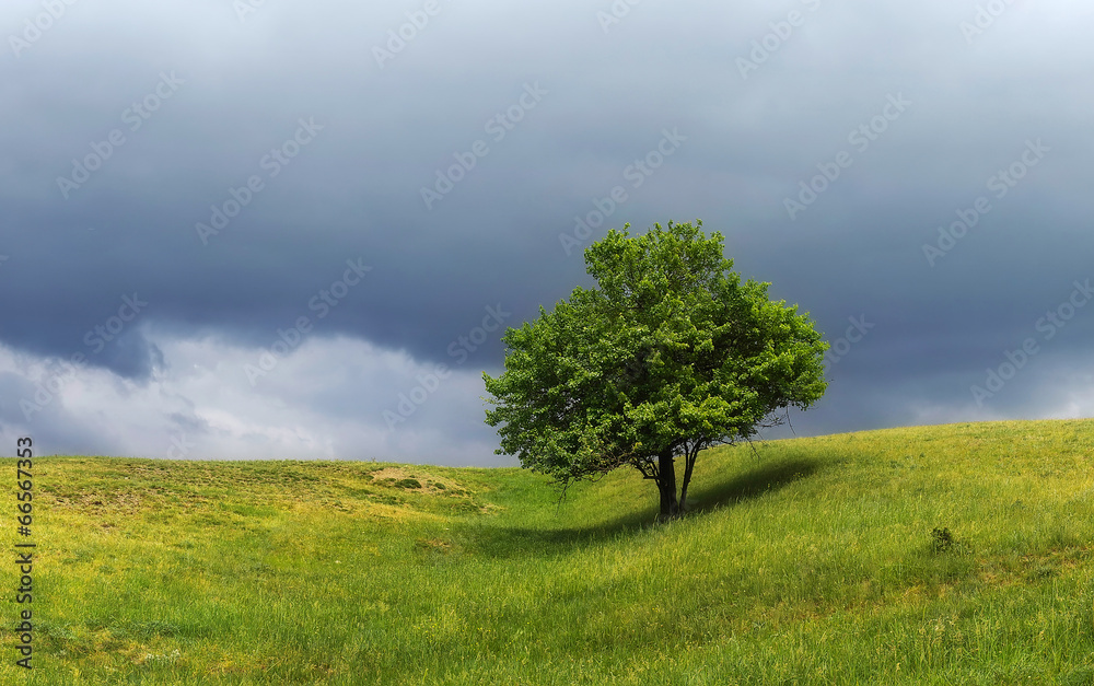 Tree on the dark sky background. Beautiful summer landscape