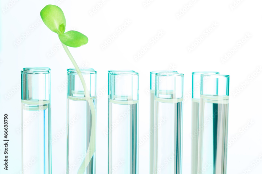 One green plant in test tube filled with water