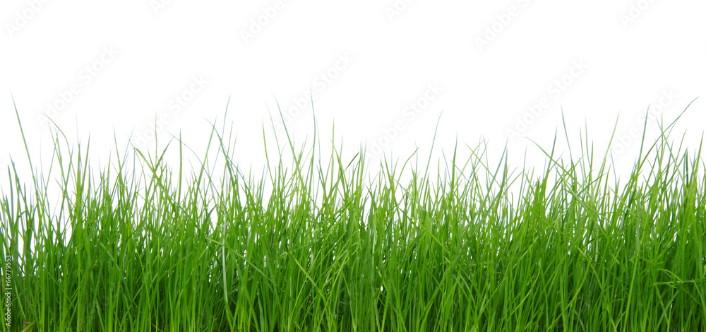 Green grass on white background