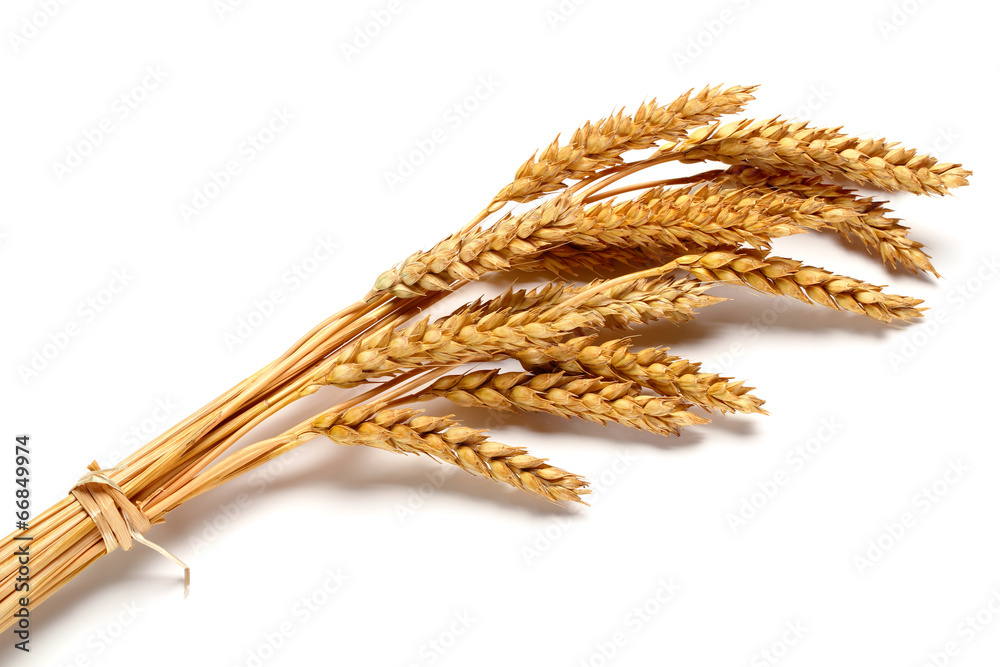 Wheat ears