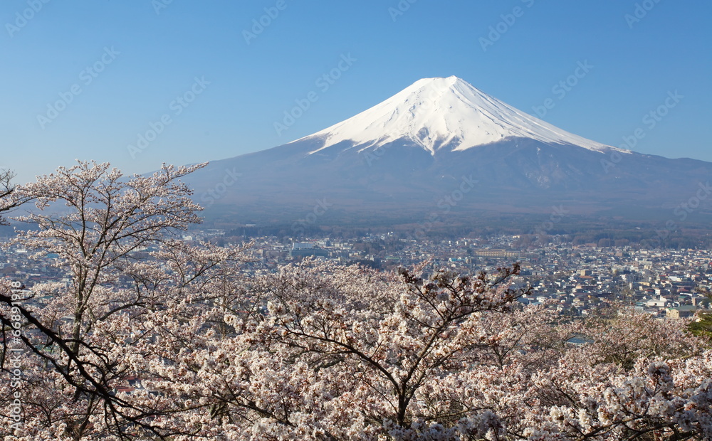 富士山和樱花之景