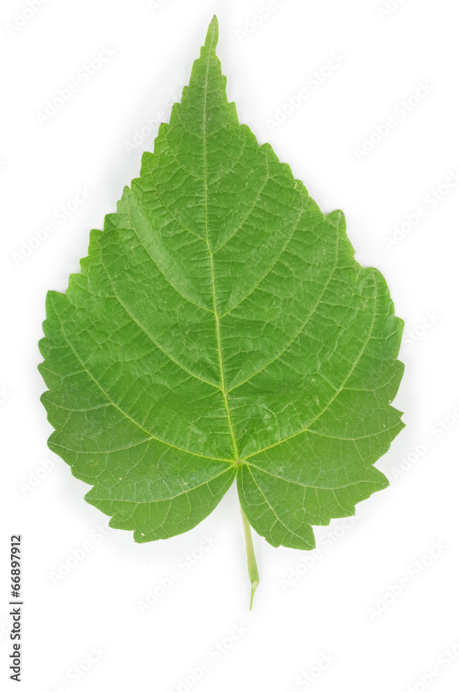 Leaf on white background