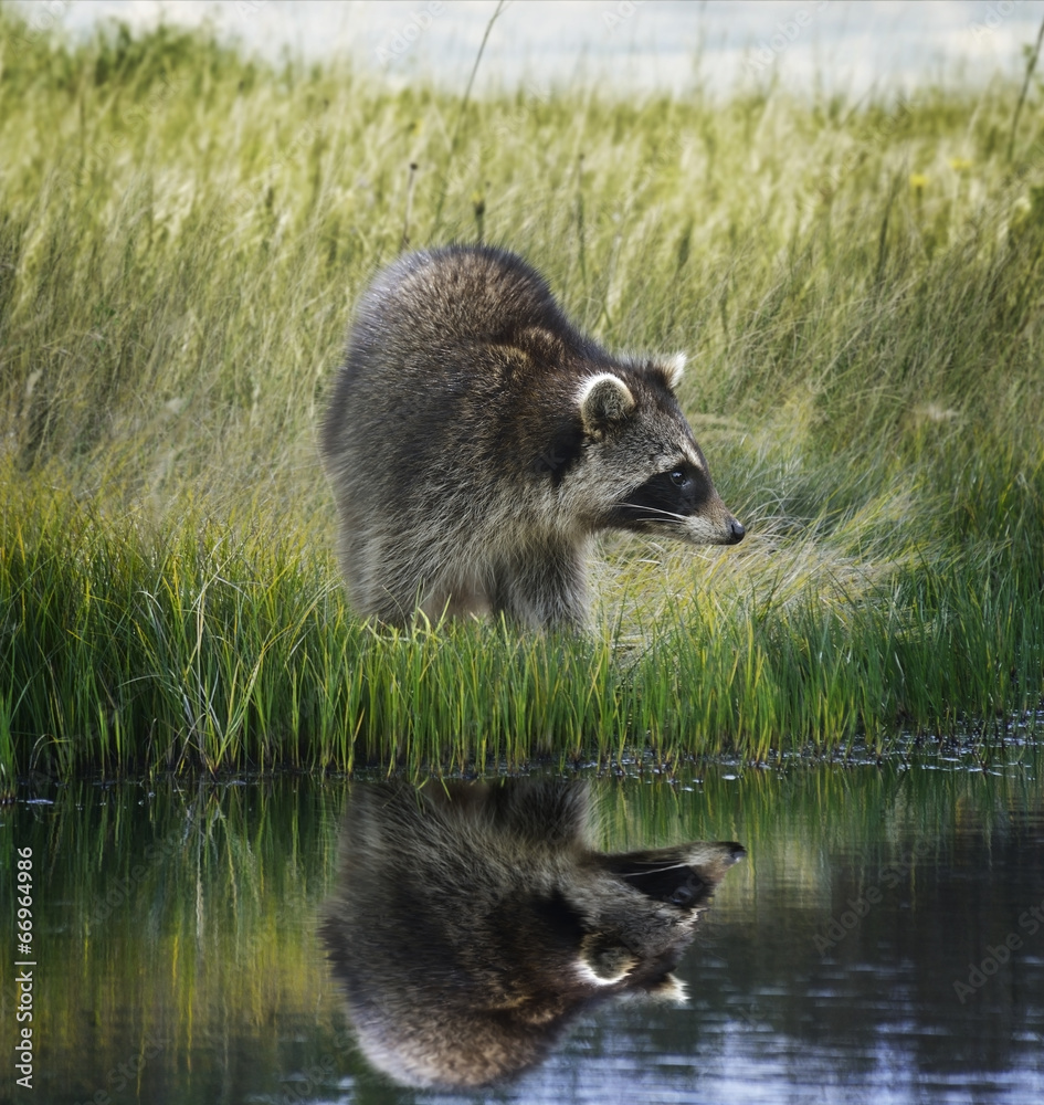 Raccoon  On Grassy Bank