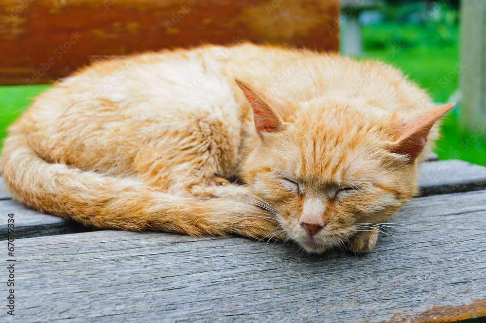 户外椅子，一只睡懒猫