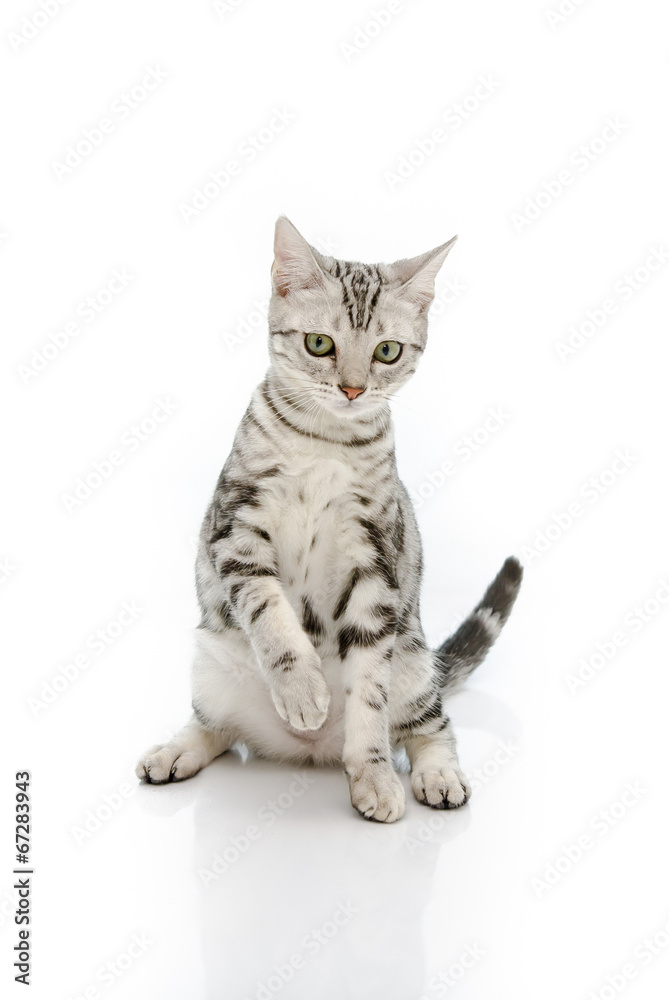 Kiiten American Shorthair正在寻找