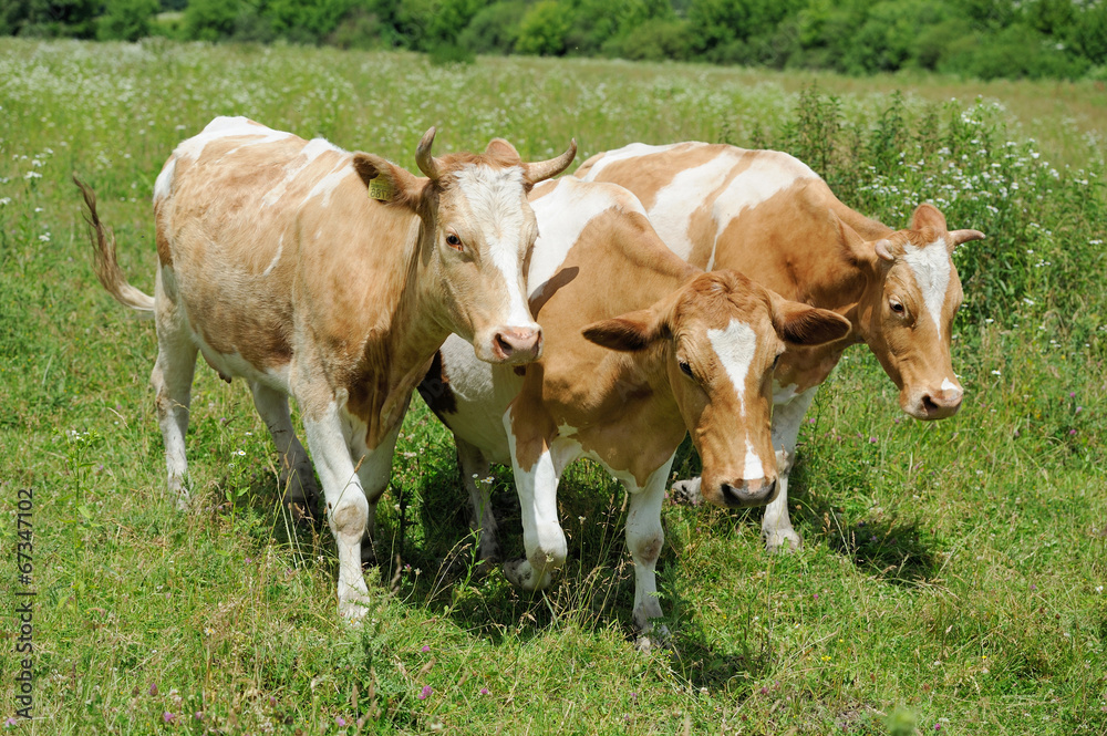 Brown cow