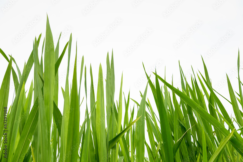 fresh green grass isolated