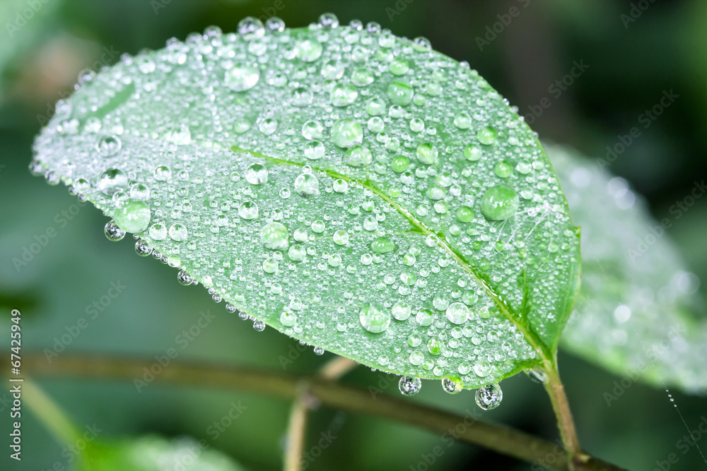 叶子上的水滴，新鲜的时刻