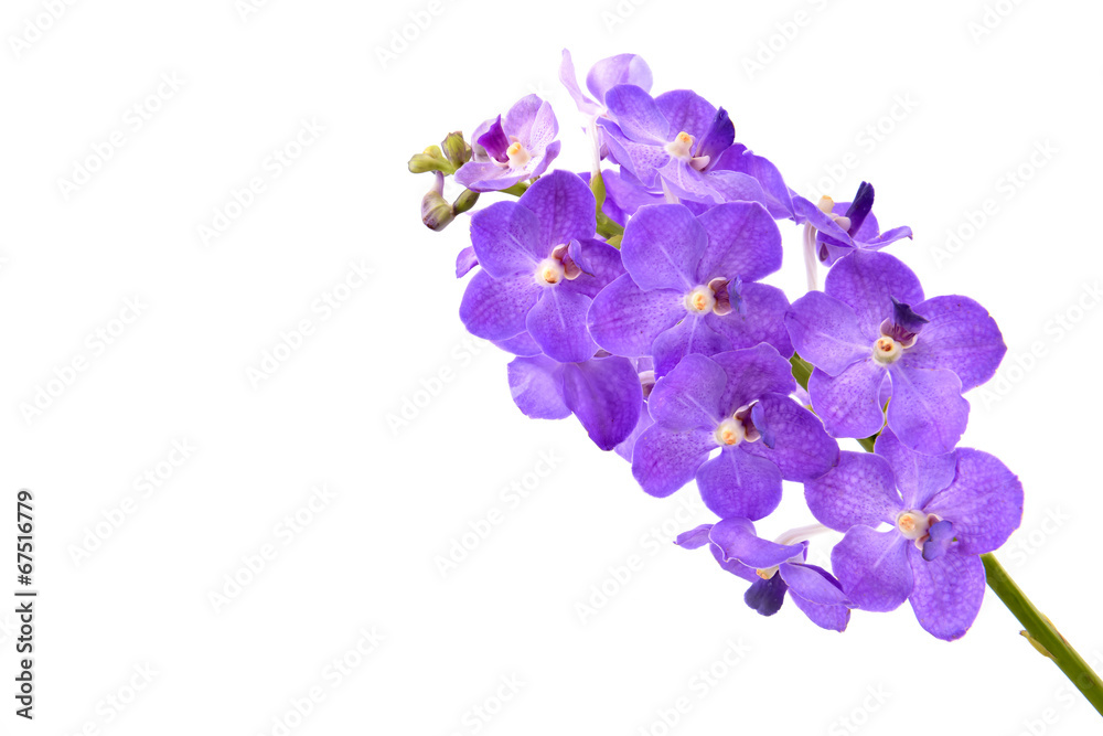 beautiful blooming orchid isolated