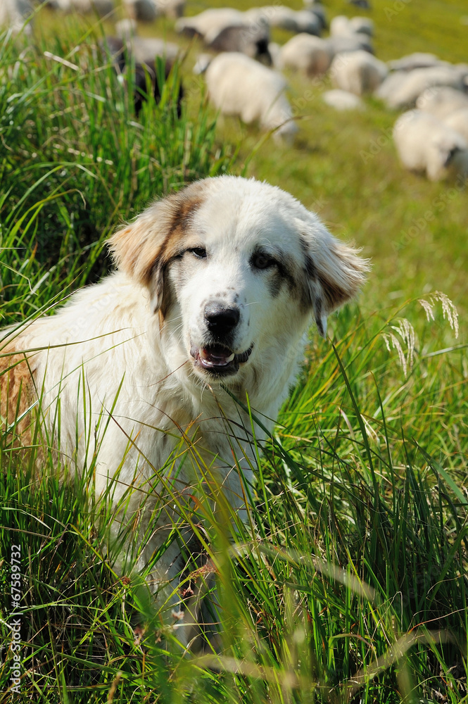 牧羊犬和绵羊