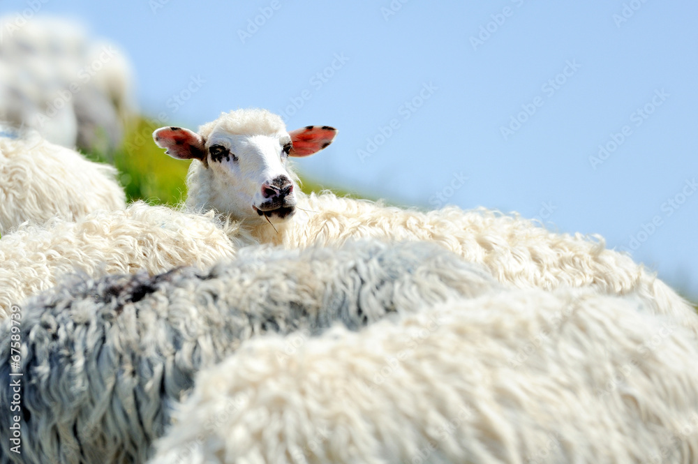 Sheep in mountain