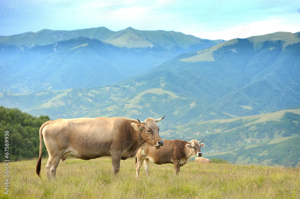 Cow in nature