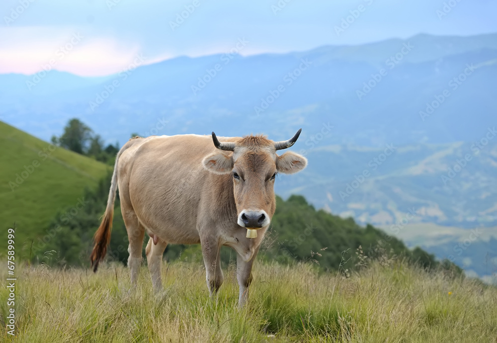 Cow in nature