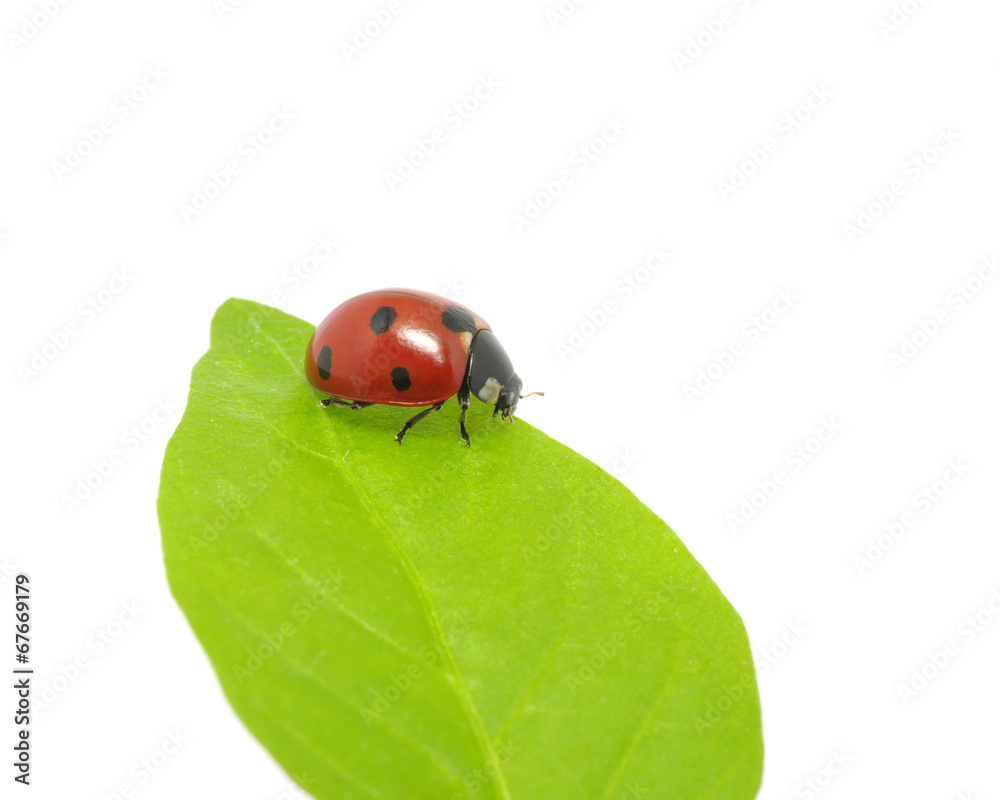 ladybug