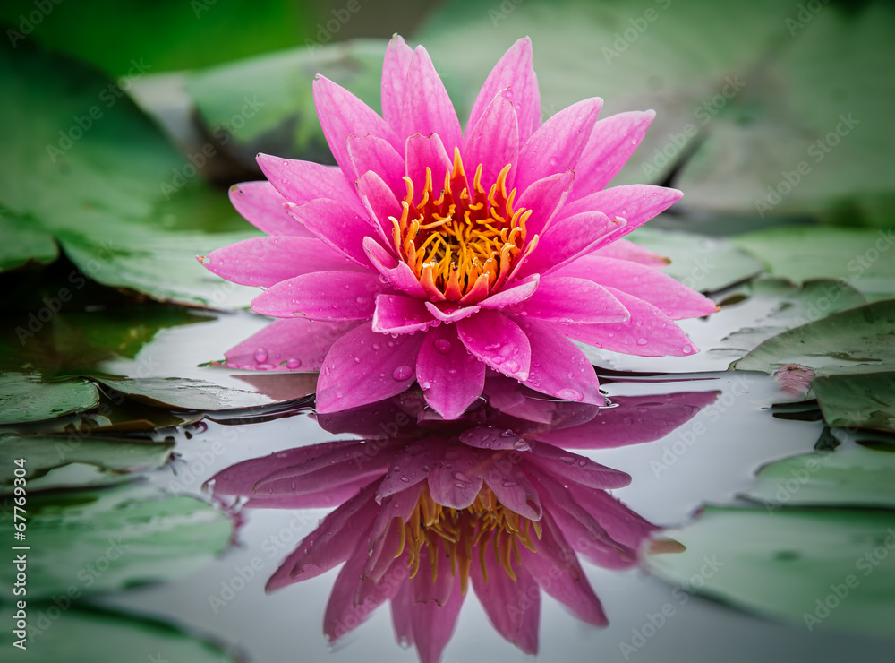 lotus flower