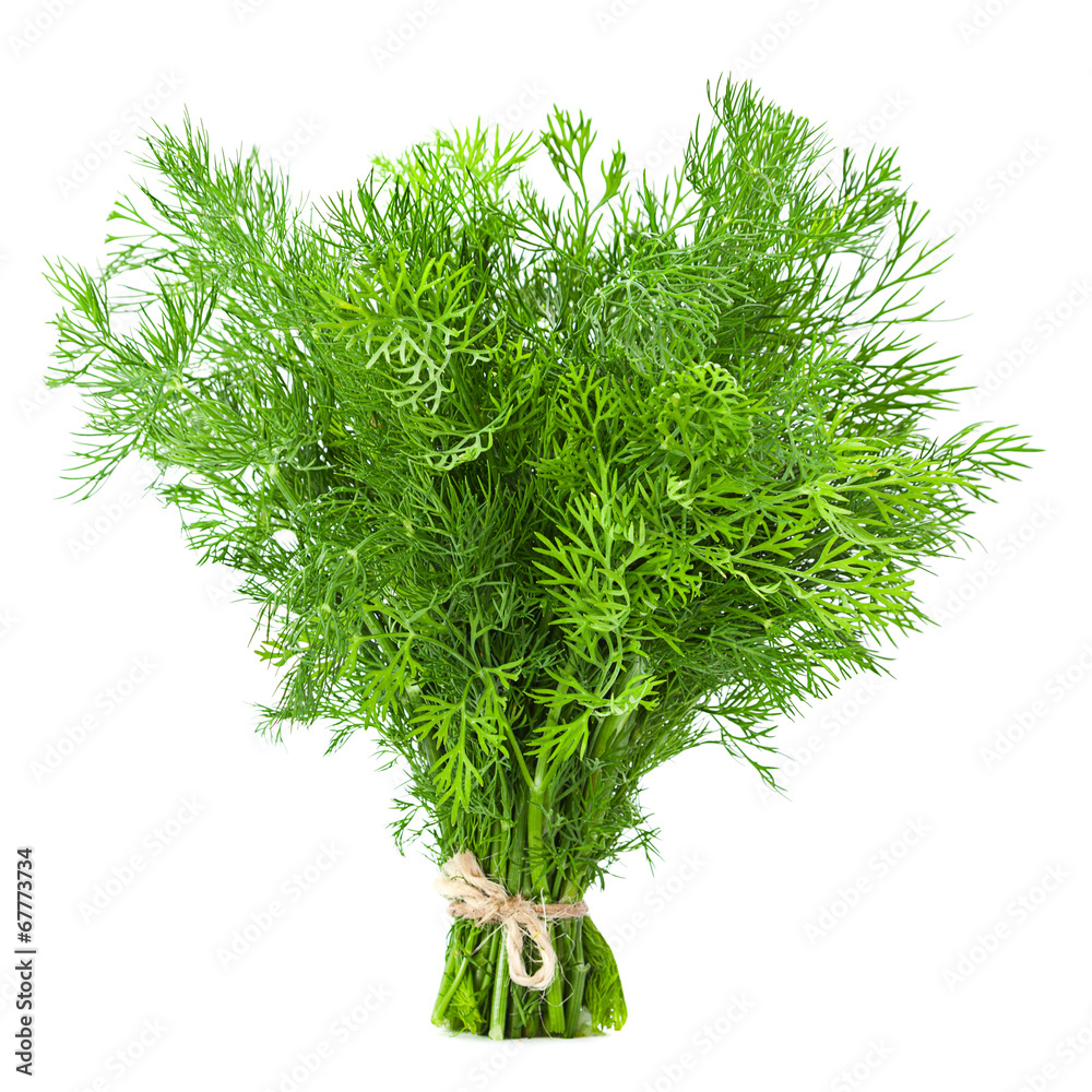 Dill herb isolated