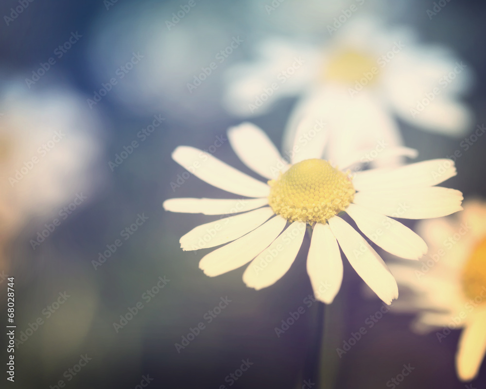 洋甘菊花特写