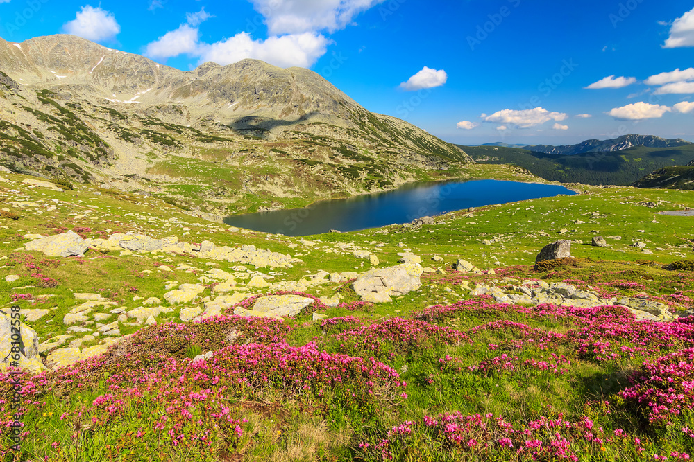 RetezatRomania的山脉、粉色杜鹃花和冰川湖