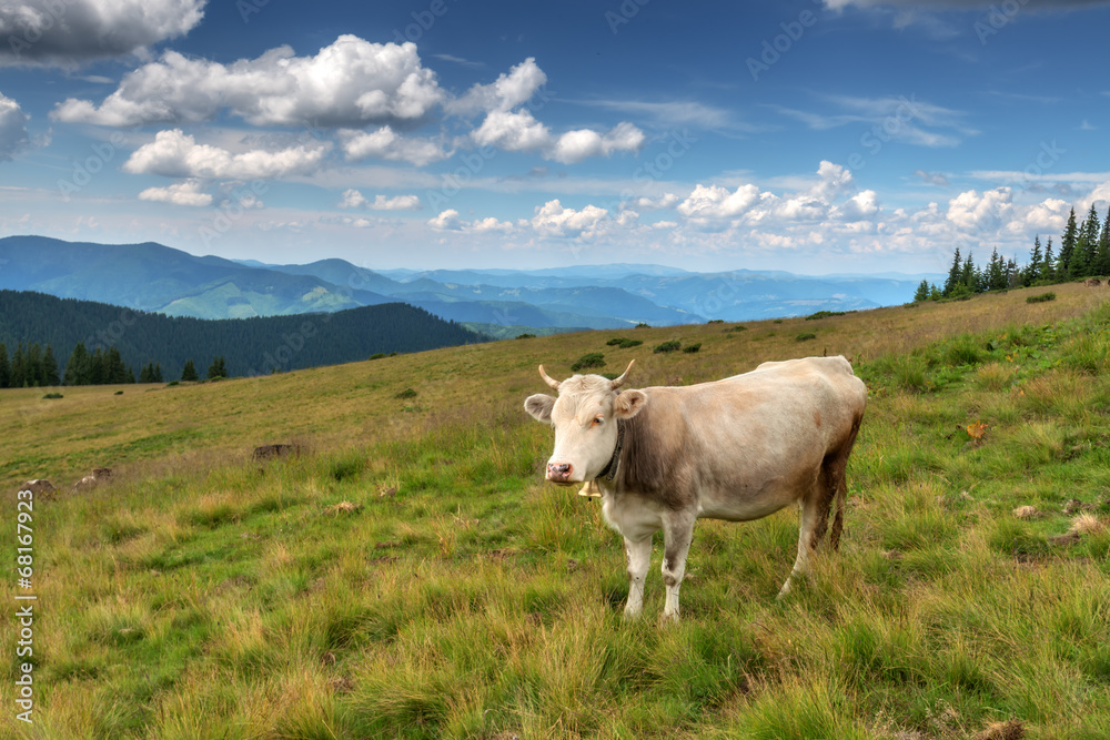 cow