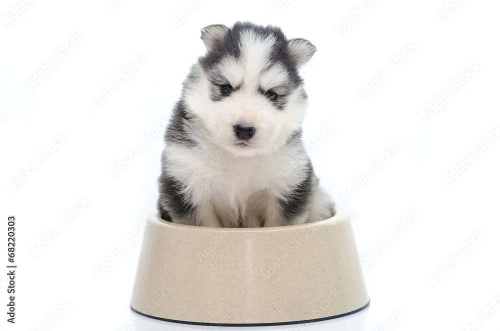 Cute puppy siberian husky  in dog bowl