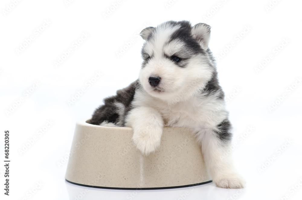 Cute puppy siberian husky  in dog bowl