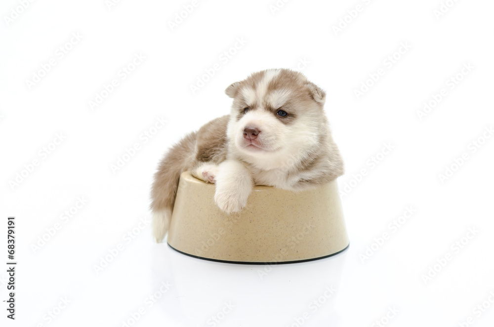 Cute puppy siberian husky  in dog bowl