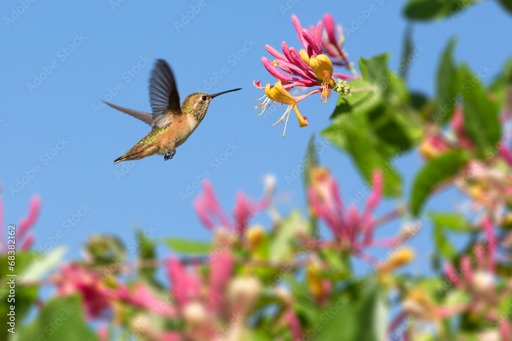 带花蜂鸟