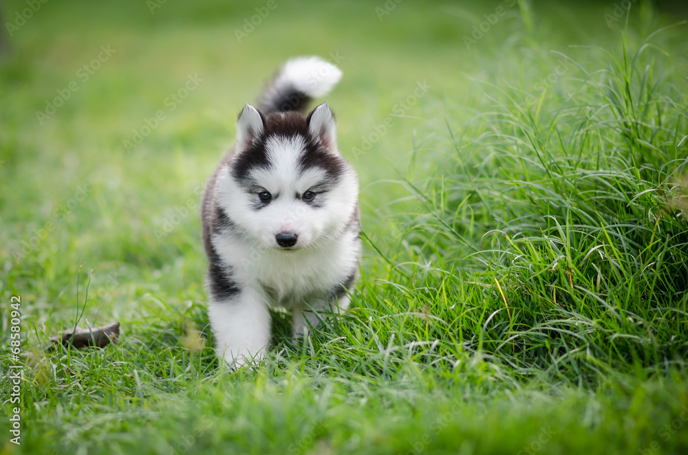 Puppy siberian husky  on grass