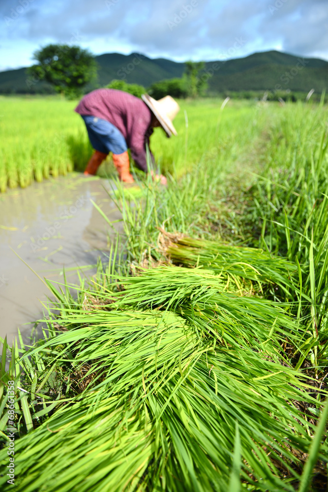 农民在水稻种植园工作