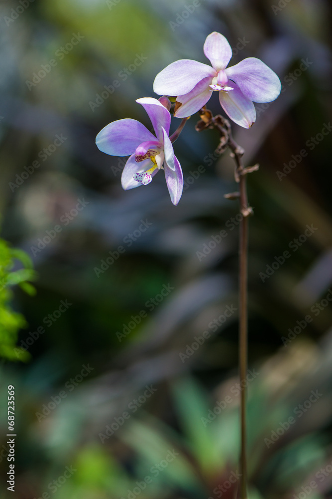 Orchids