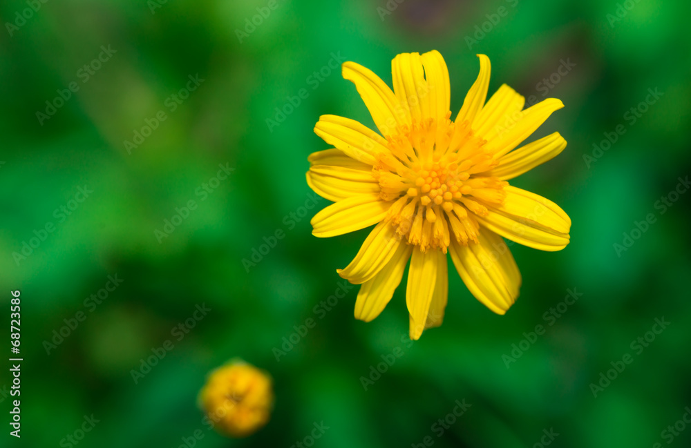 Daisies