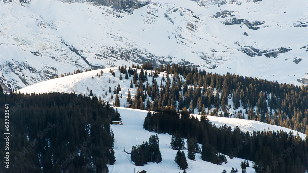 山上雪上松