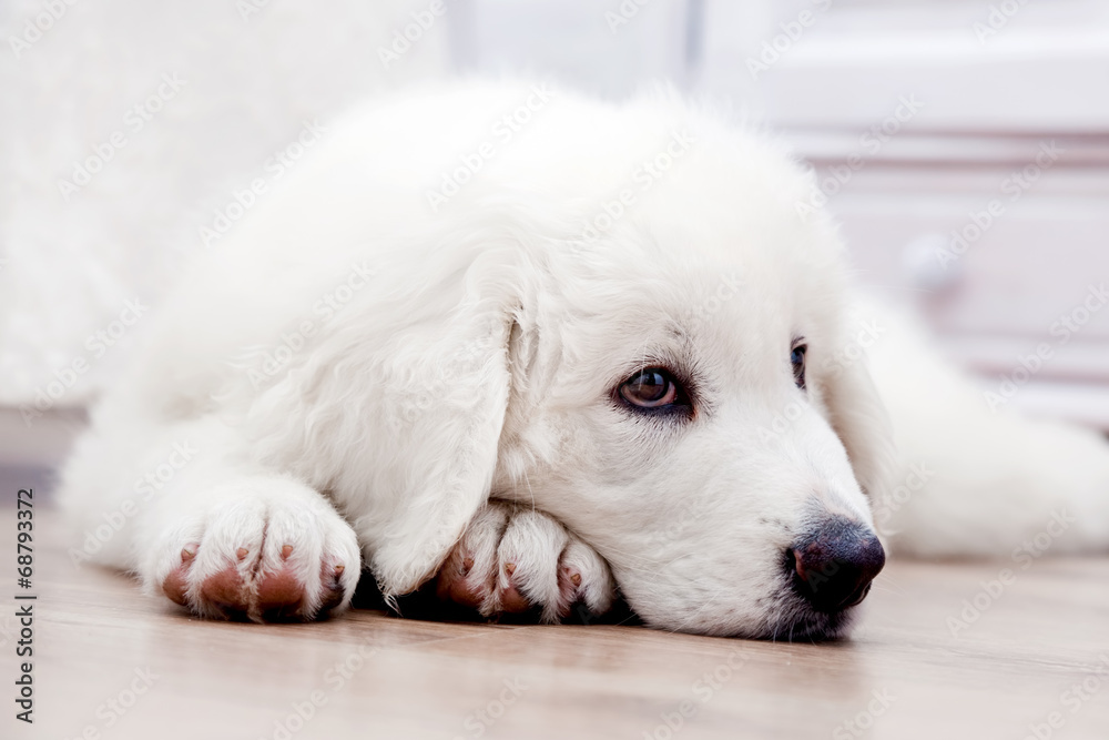 Cute puppy dog lying on wooden floor. Polish Tatra Sheepdog