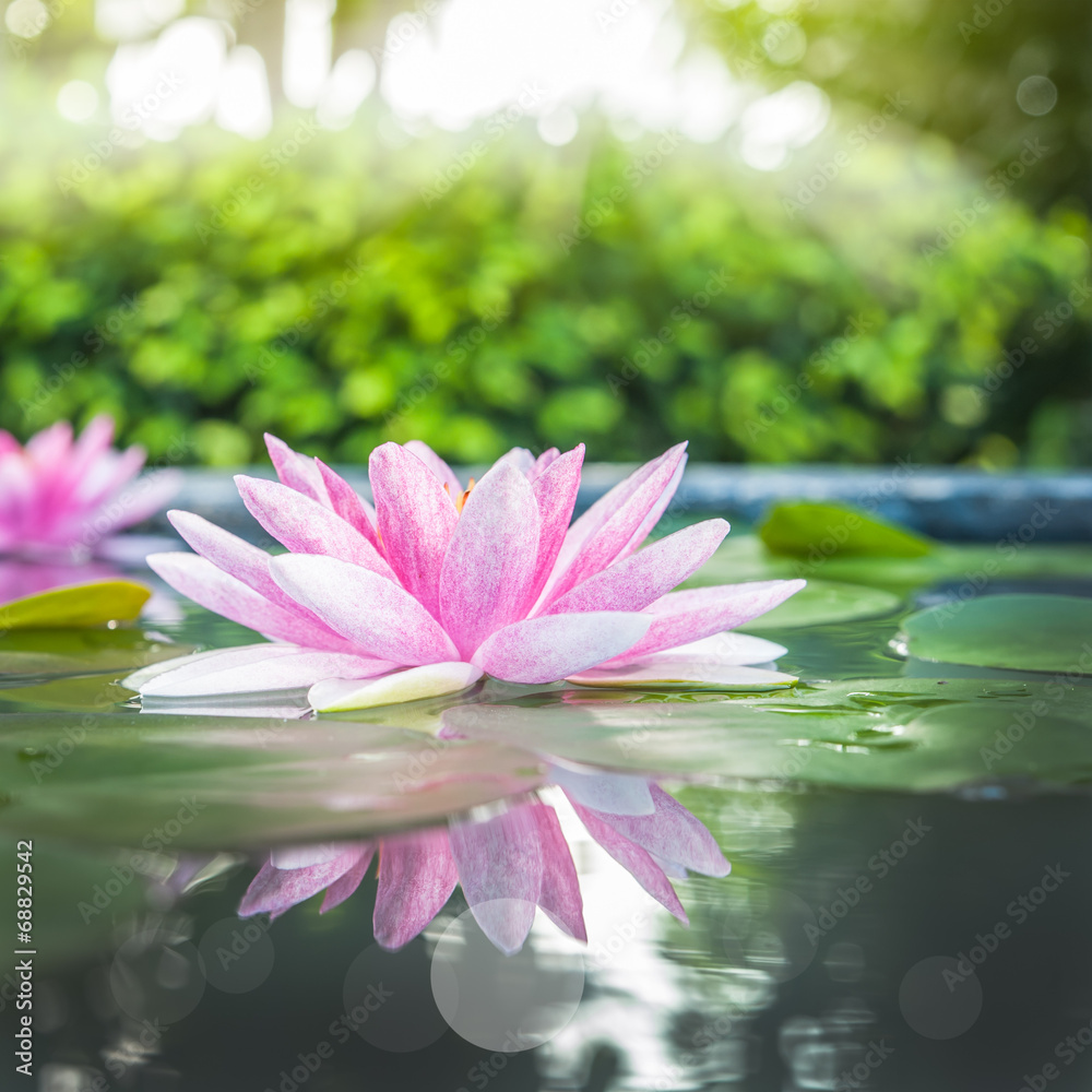 Beautiful Pink Lotus, water plant with reflection in a pond